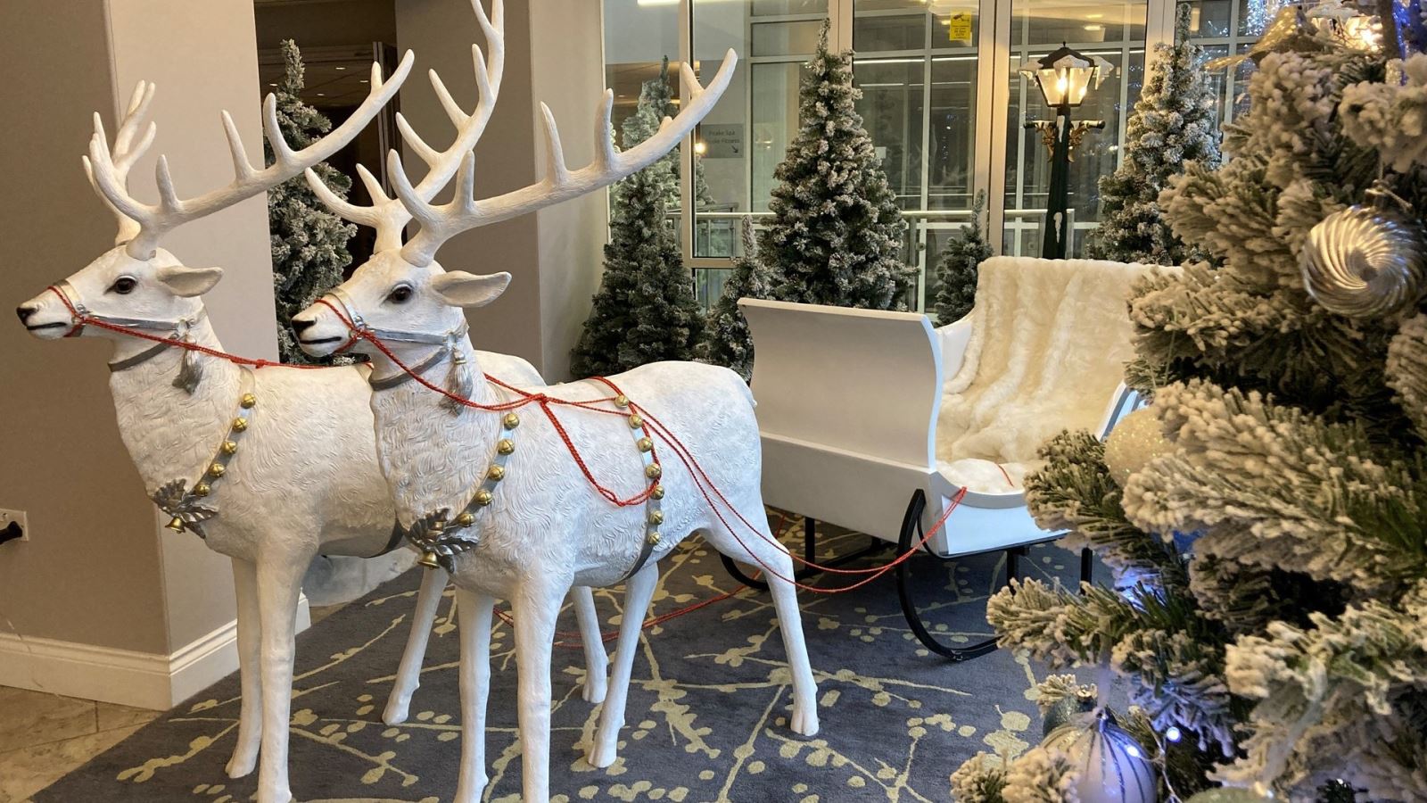 White reindeer in from of sleigh with Christmas trees around them 
